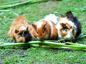See different types of Guinea Pigs