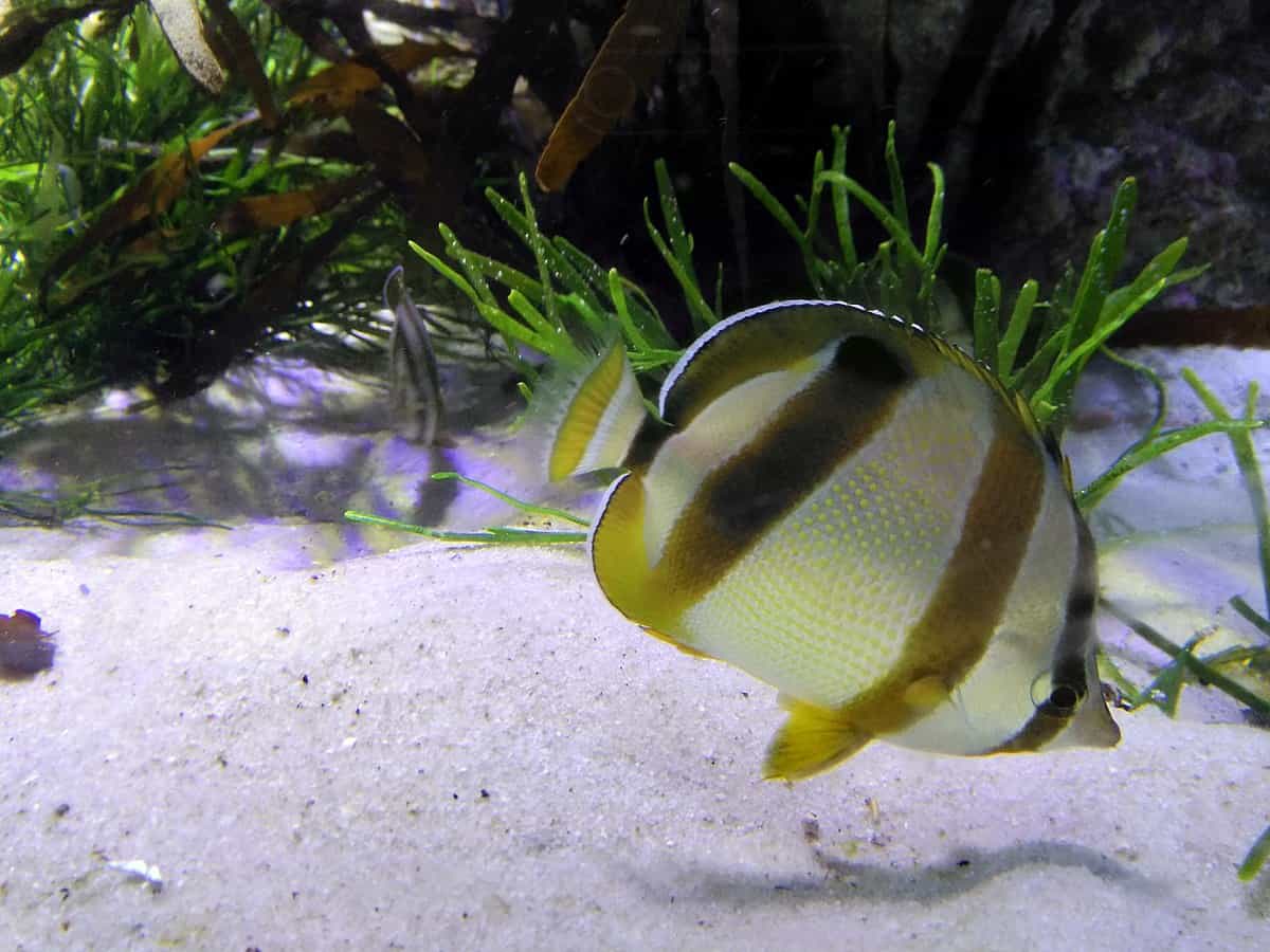 South African Butterflyfish