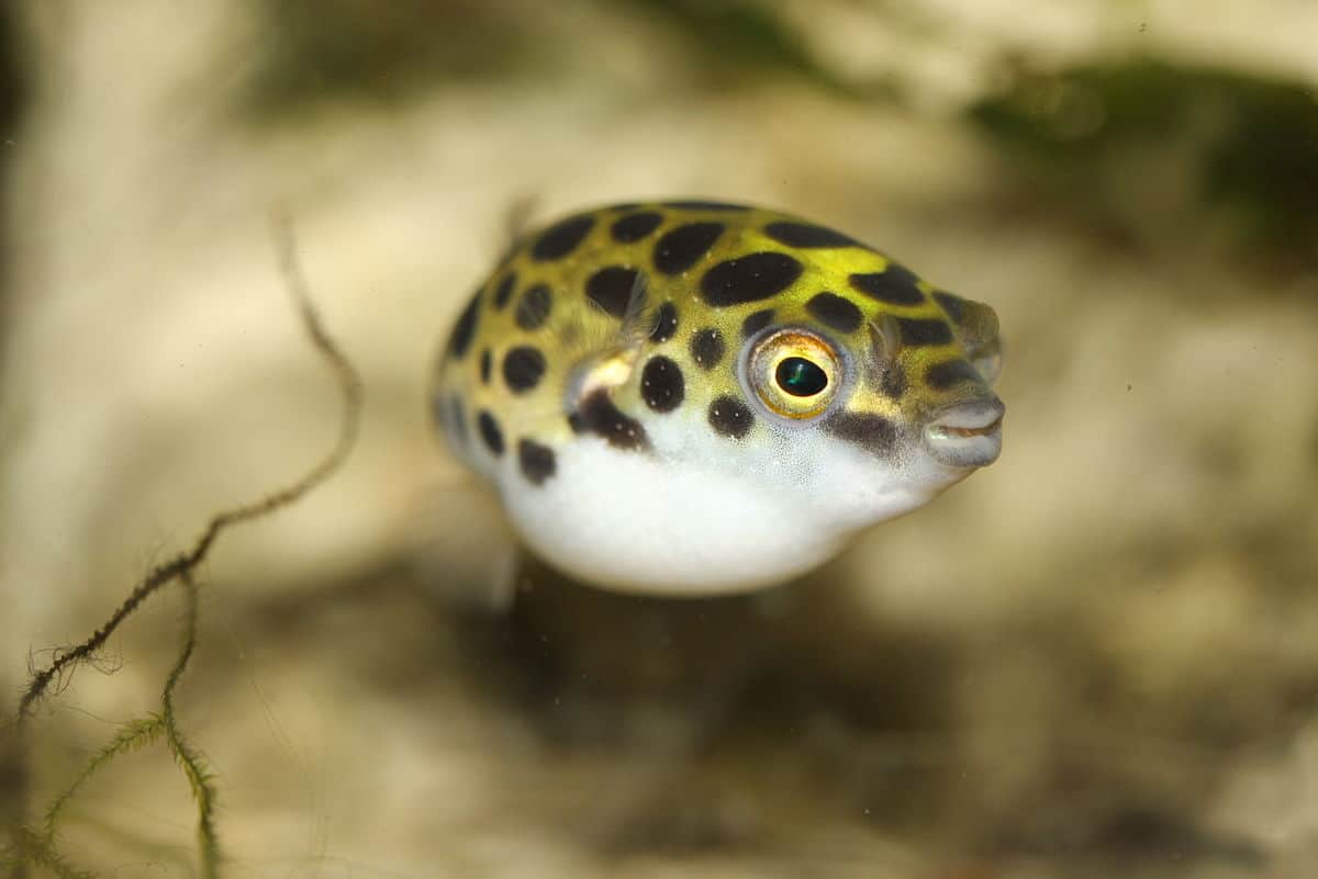 Spotted Green Puffer