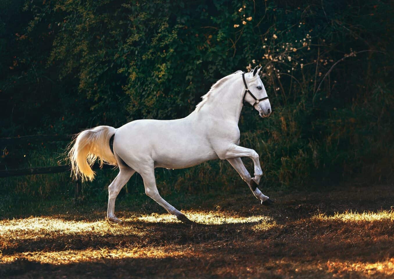White Coated Horse Running