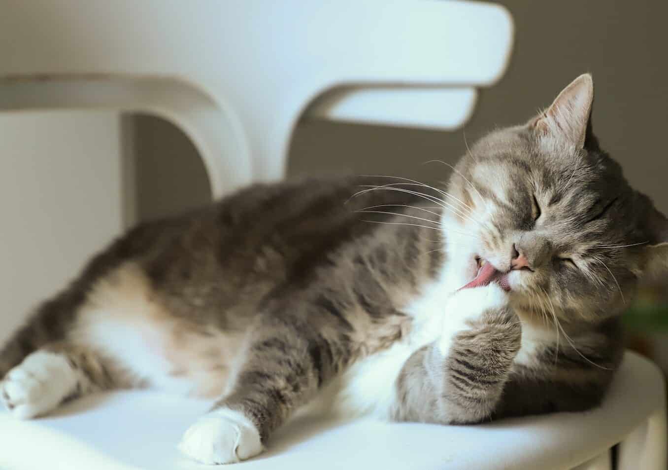 Cat Licking Its Paw