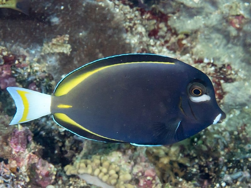 Gold-rimmed Tang