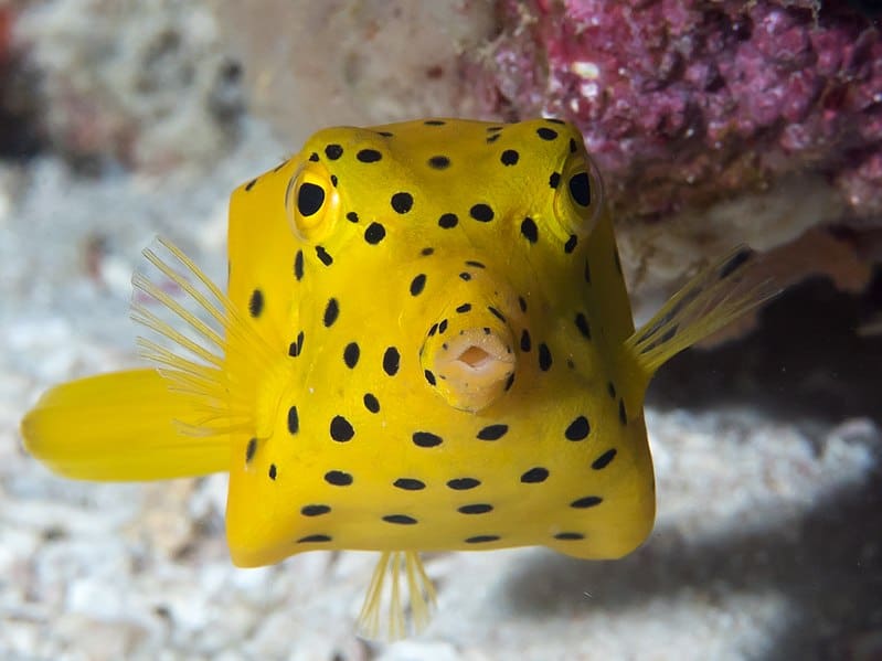 polka-dot boxfish