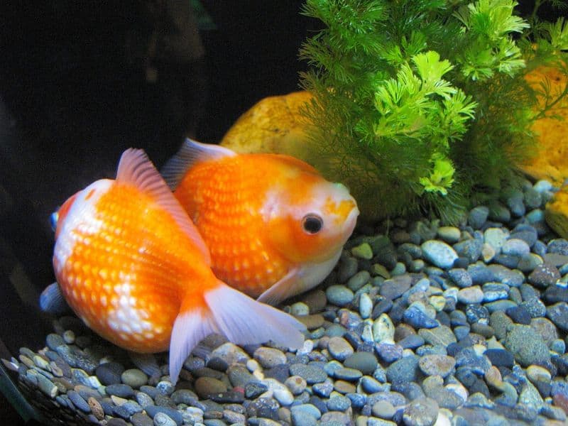Pearlscale Goldfish pair