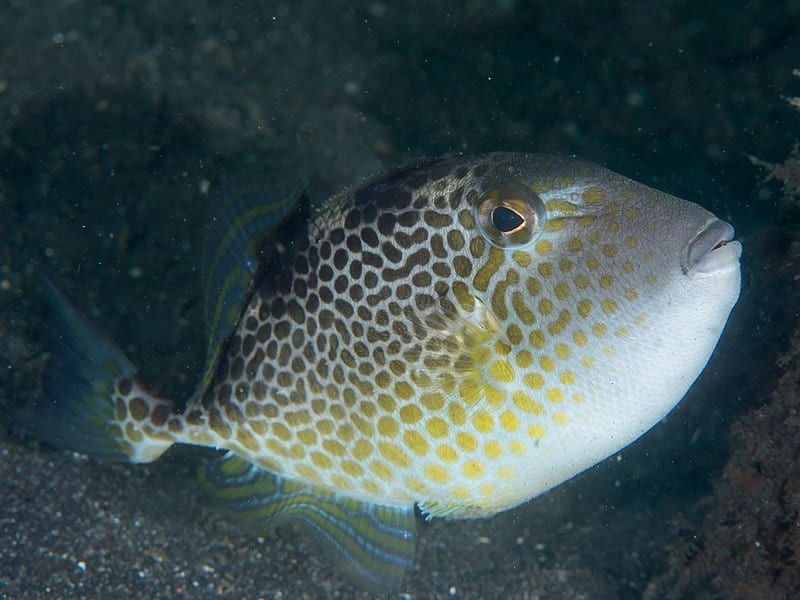 Starry Triggerfish