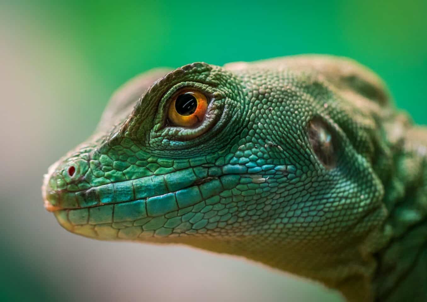 Green Reptile