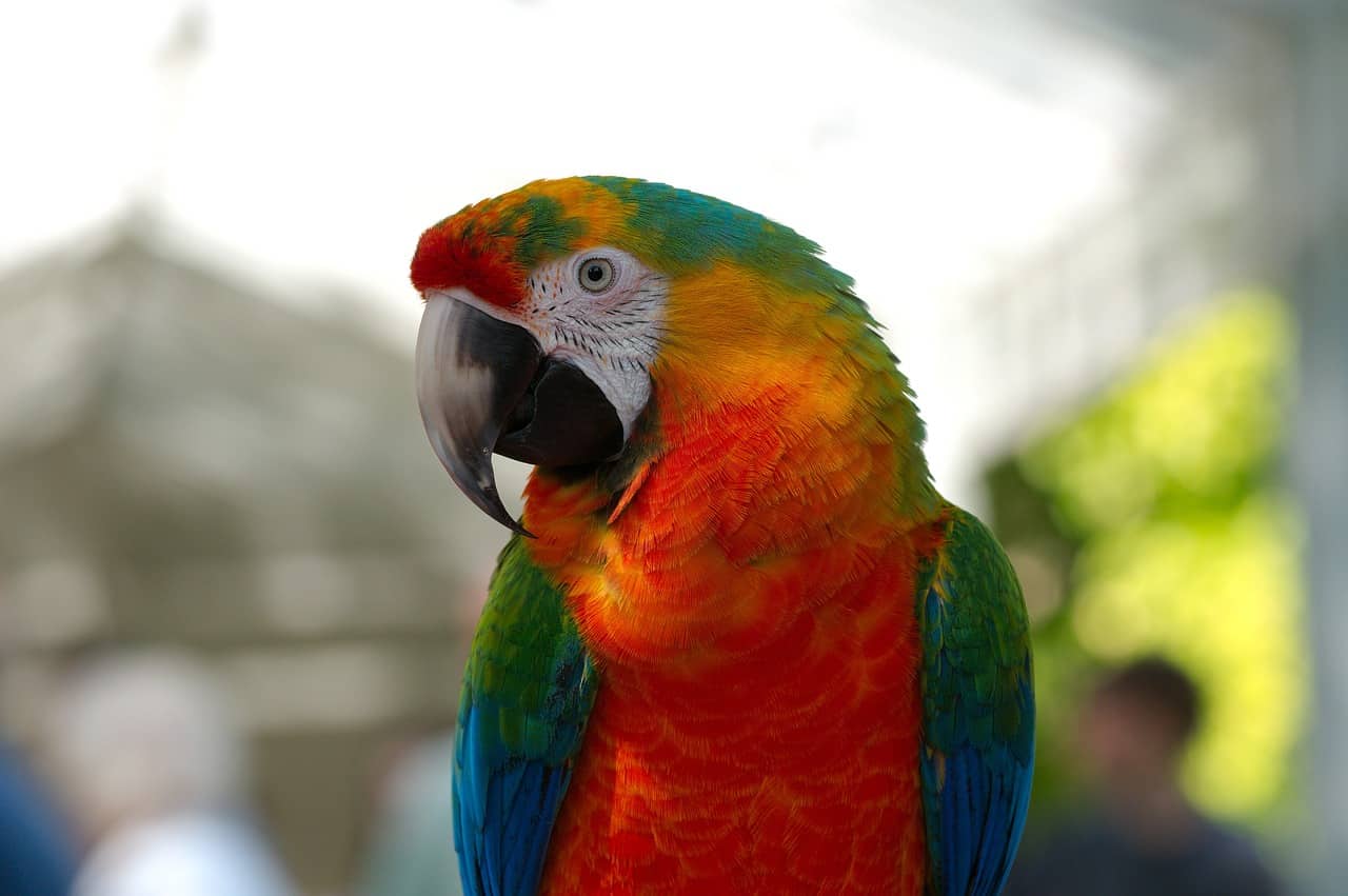 A Hybrid Macaw
