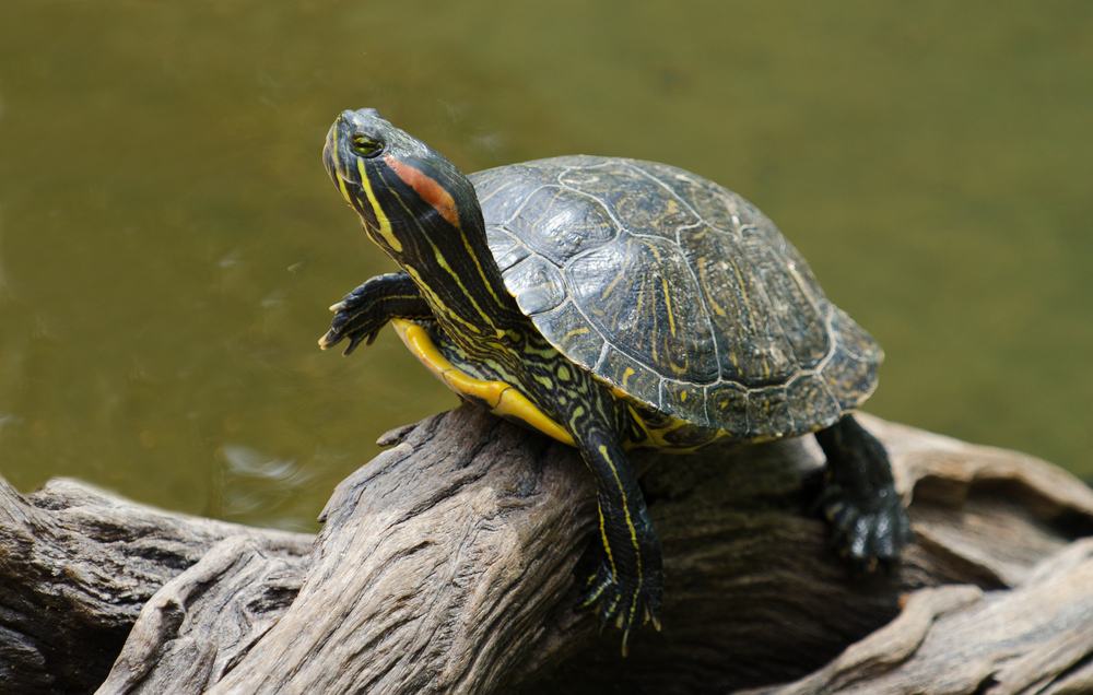 A happy red-eared slider turtle