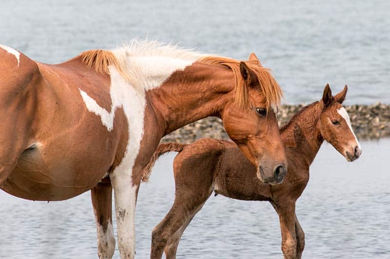 A wild Chincoteague Pony with new foal.