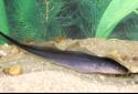 Click for more info on Aba Knife Fish