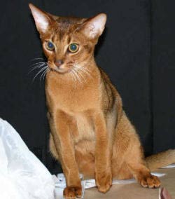 Abyssinian Cat, Tawny Coat