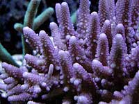 SPS Coral Picture of a Horn Coral Acropora humilis