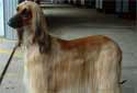 Click for more info on Afghan Hound