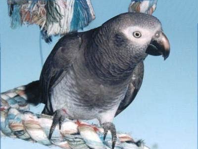 Timneh African Grey Parrot Psittacus erithacus timneh