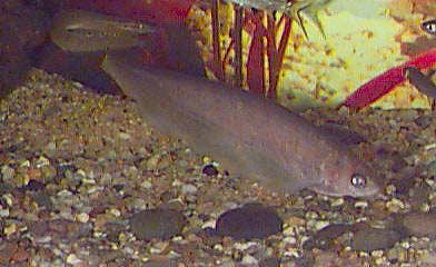 African Knife Fish, Xenomystus nigri, African Brown Knife Fish, Black Knifefish