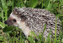 Click to learn about African Hedgehog