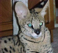 African Serval - Bubb