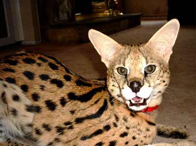 Serval, Leptailurus serval, an exotic cat