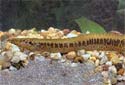 Click for more info on Ocellated Spiny Eel