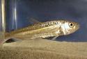 Click for more info on African Tiger Fish