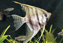 Click for more info on Altum Angelfish