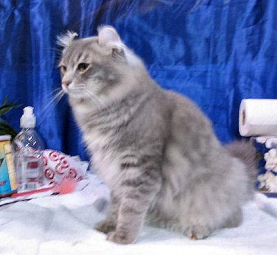 American Curl Cat, also known as the Peter Pan of Felines