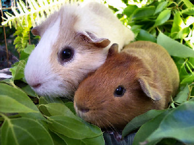 Picture of American Guinea Pigs