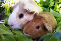 Click to learn about Guinea Pig Breeds