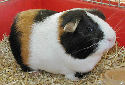 Click for more info on American Guinea Pig