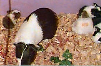 Mother guinea pig with her four new babies!