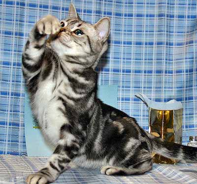 American Shorthair Cat, Domestic Shorthair Cat Breed