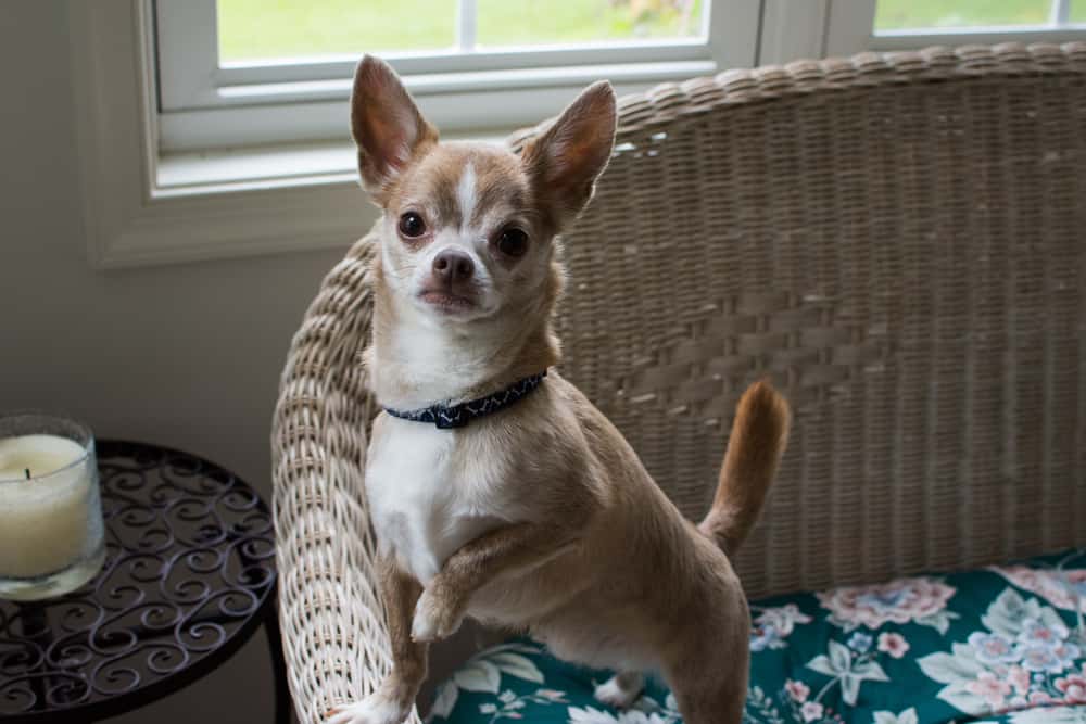 An applehead Chihuahua