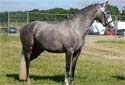 Click for more info on Andalusian