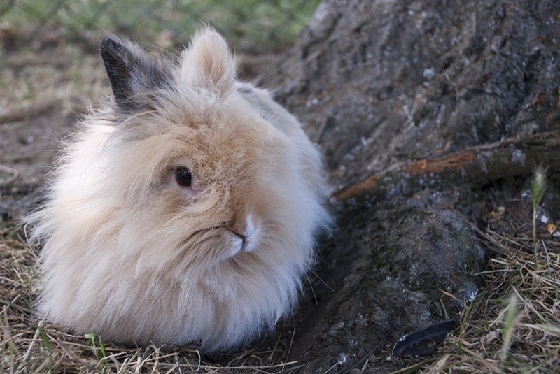 Angora rabbit looking curiously