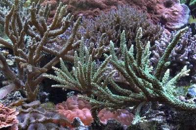 Picture of SPS Corals, featuring an Antler Coral Acropora microphthalma