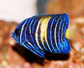 Picture of a juvenile Arabian Angelfish