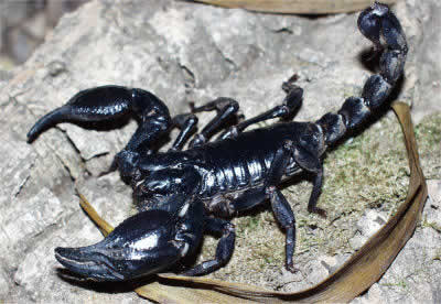 giant blue scorpion