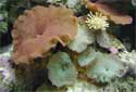 Coral Reef Pictures Gallery, corals and anemones, marine invertebrates, and marine algae plants