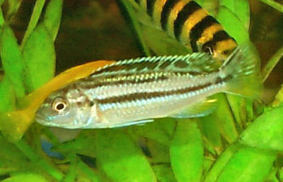 Auratus Cichlid, Melanochromis auratus, Golden Mbuna, Malawi Golden Cichlid