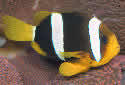 Click for more info on Clarkii Clownfish