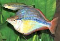 Click for more info on Banded Rainbowfish