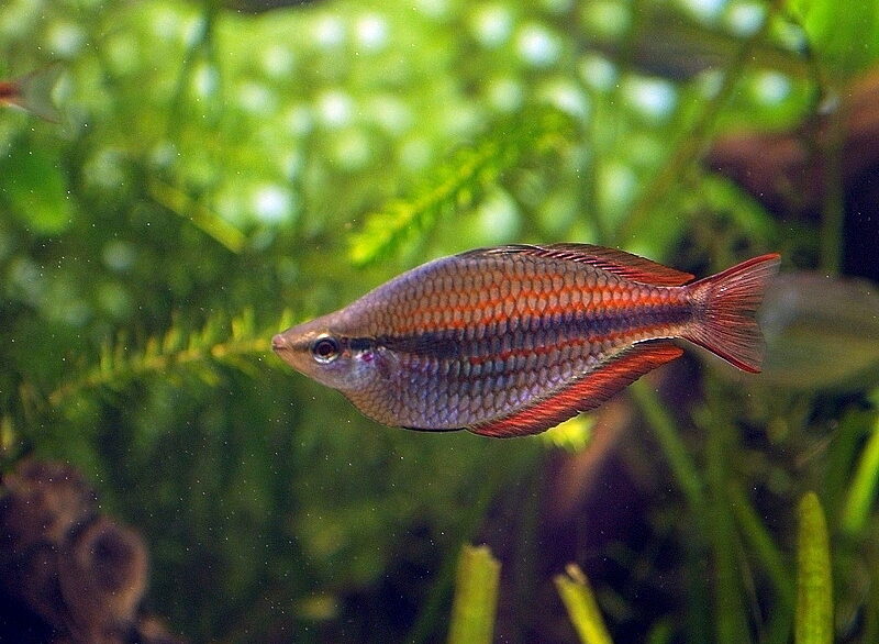 Banded Rainbowfish