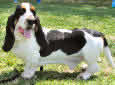 Click for more info on Basset Hound