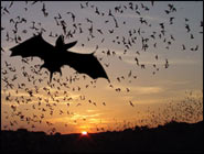 Click to learn about All About Bats