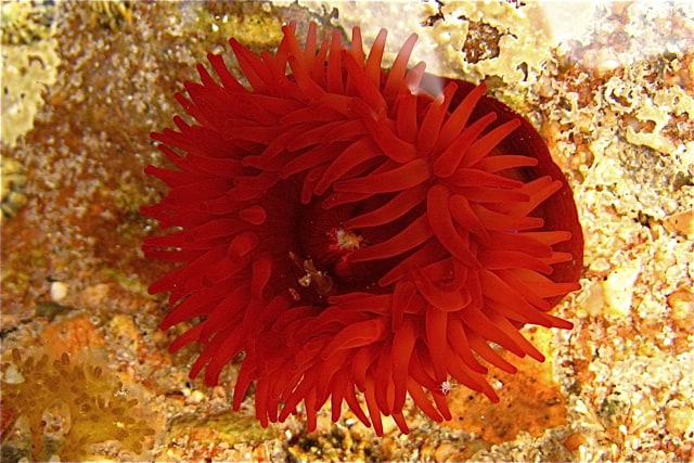 Beadlet anemone in rock-pool