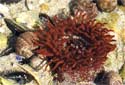 Click for more info on Beadlet Anemone