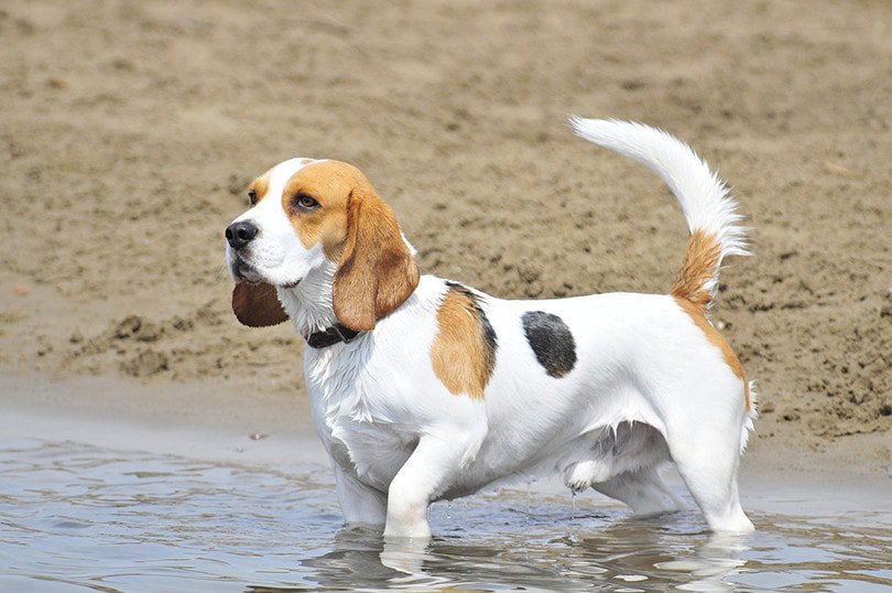 Beagle goes to water