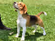 Click for more info on Beagle