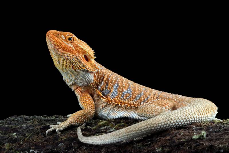 Bearded Dragon Hypo closeup on isolated background