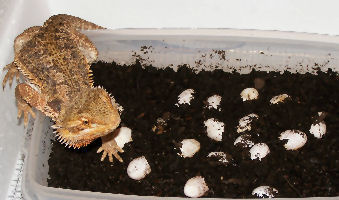 Picture of Blood Flame Bearded Dragon - "Camera" and her eggs